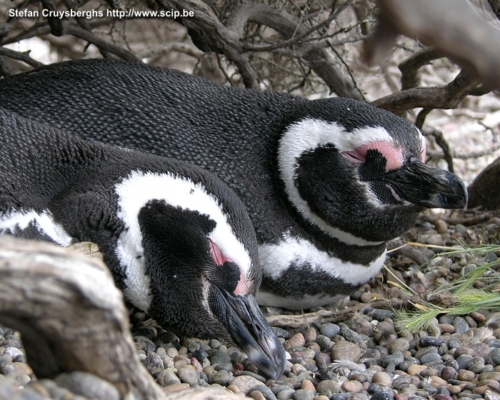 Punta Tombo - Penguins Punta Tombo is a peninsula with the largest colony of Magellanic Penguins in South America. Between September and April, up to one million penguins come to this site to incubate their eggs, and prepare their offspring for migration. Stefan Cruysberghs